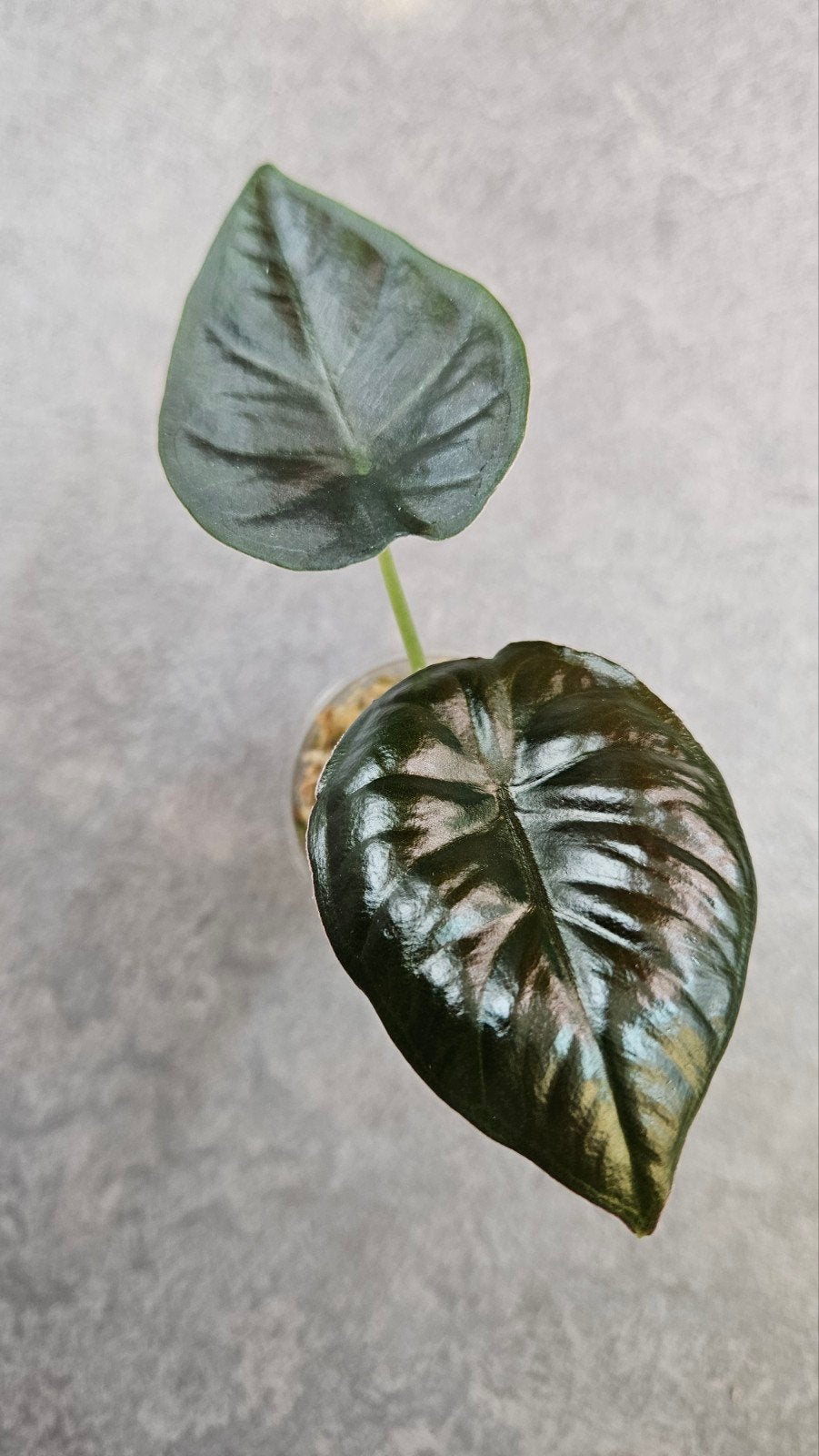 Alocasia Infernalis Kapit Black Magic, Ophalen of Verzenden, Halfschaduw, Minder dan 100 cm