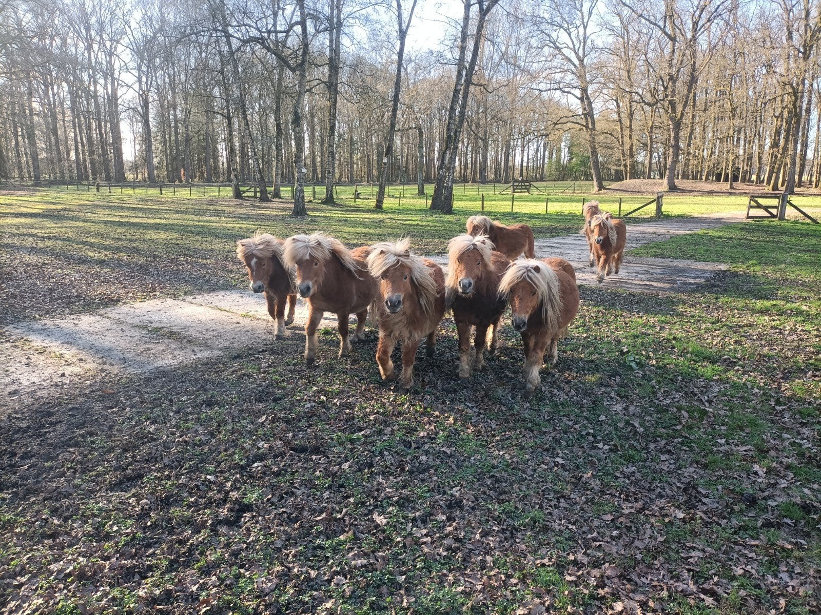 shetlanders, Dieren en Toebehoren, Pony's, 0 tot 2 jaar, Hengst, A pony (tot 1.17m), Recreatiepony