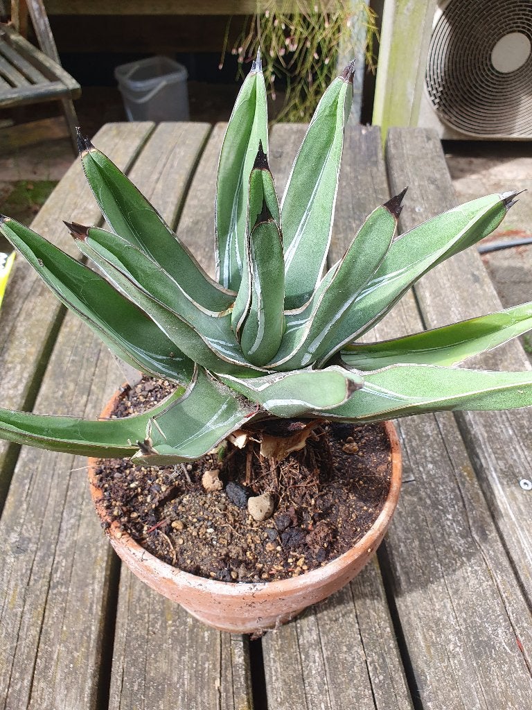 Agave nickolsiae, Tuin en Terras, Ophalen of Verzenden, Bloeit niet, Overige soorten, Volle zon