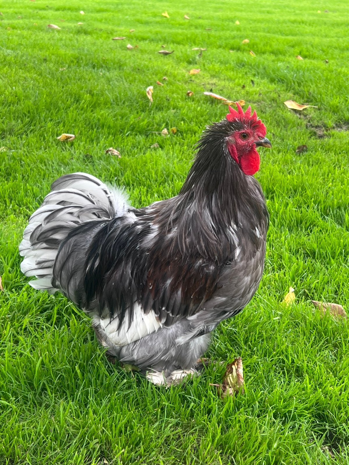Cochin kriel haan zoekt nieuw thuis, Mannelijk, Kip