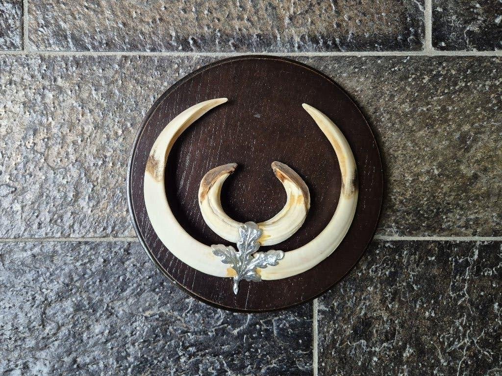Prachtige wildzwijn tanden op schild - 20cm diameter k76, Ophalen of Verzenden, Zo goed als nieuw, Wild dier, Overige typen