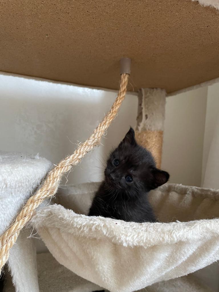 Lieve kittens van Siamese moeder, Dieren en Toebehoren, Katten en Kittens | Overige Katten, Meerdere dieren