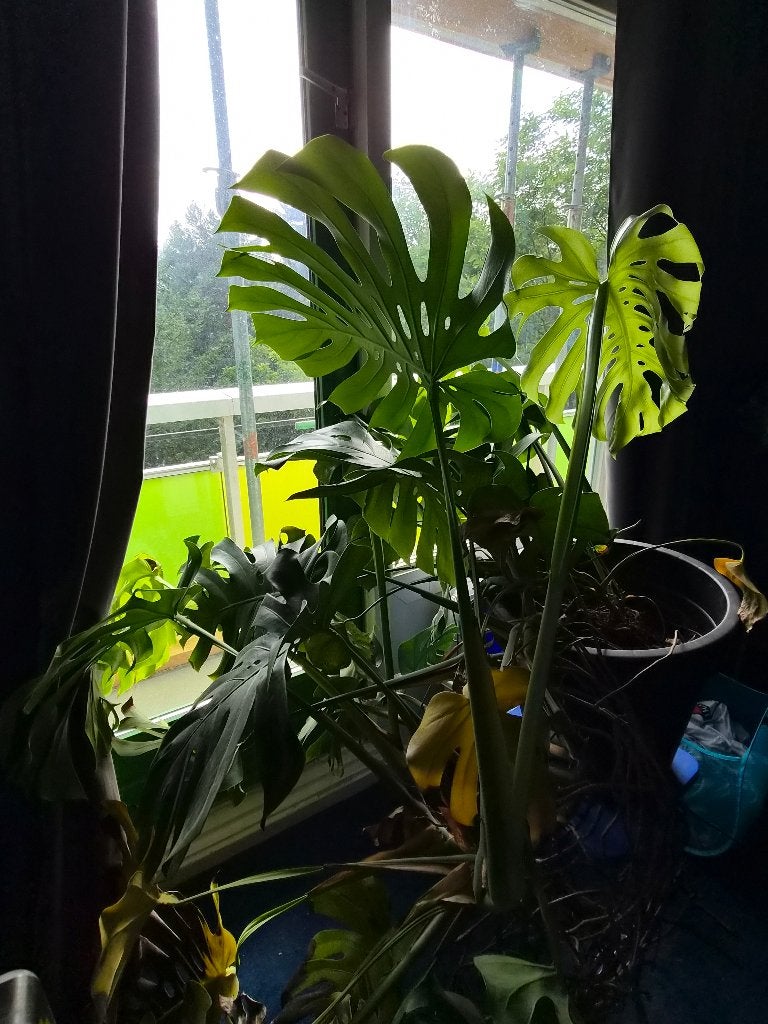 Mooie grote Monstera plant., Ophalen, In pot, Halfschaduw, Minder dan 100 cm