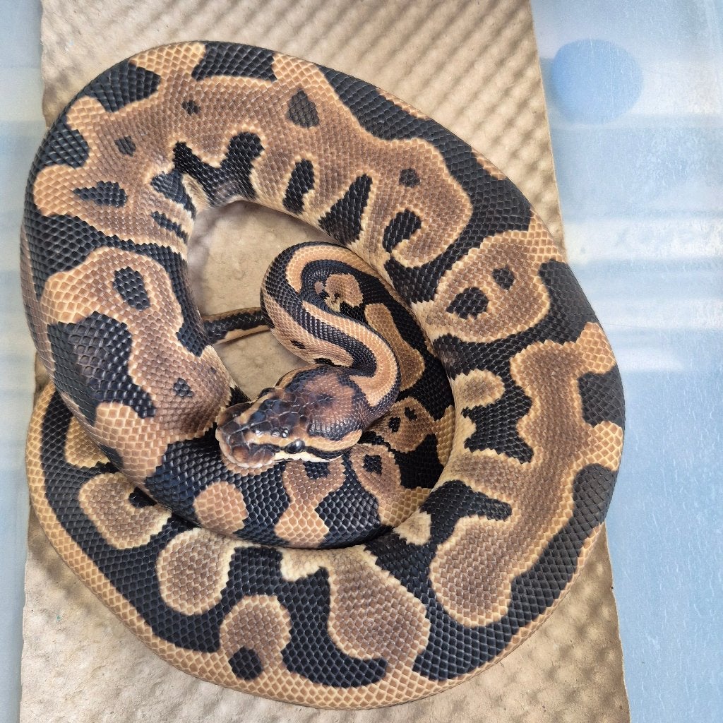 leopard het puzzle p. regius Ball Python - unknown for sale from Roundhog serpents