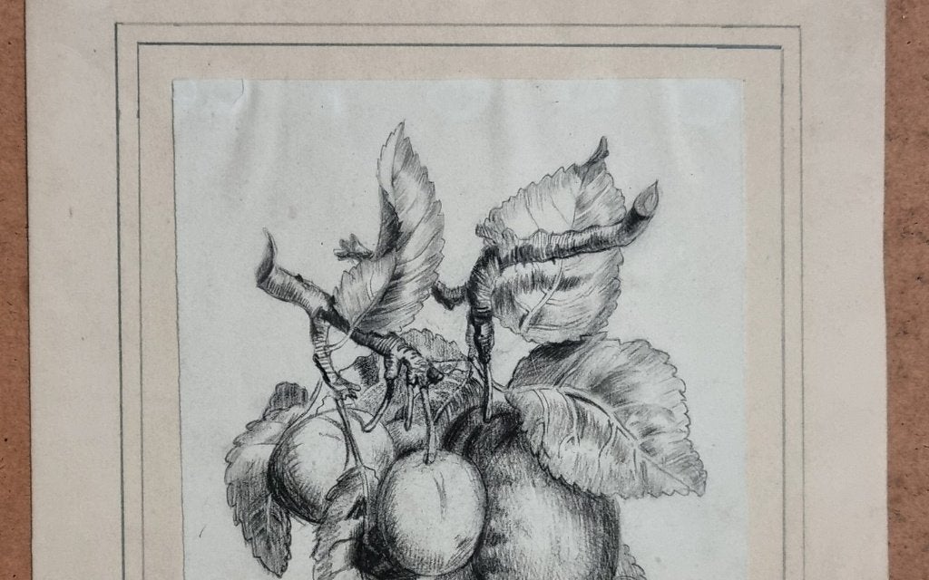 Antieke tekening pruimen aan een tak - tekenstudie 19e eeuw, Antiek en Kunst, Ophalen, Tekening, Potloodtekening, Origineel
