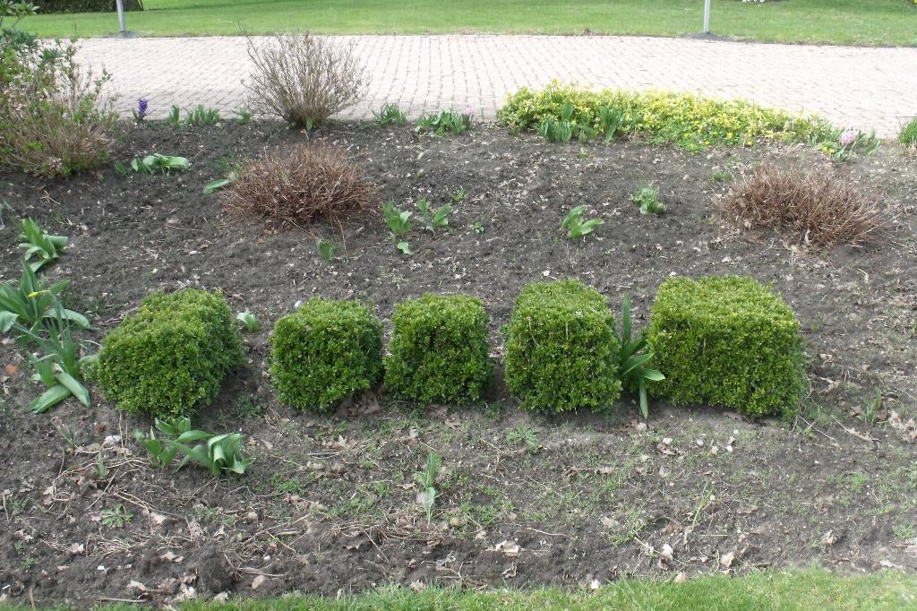buxus, Ophalen, Buxus, Struik, Minder dan 100 cm