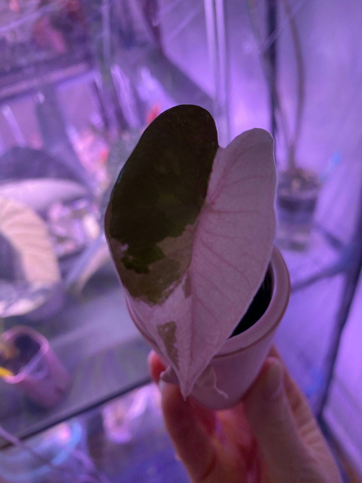 Alocasia pseudosanderina pink plantjes, Ophalen of Verzenden, Halfschaduw, Minder dan 100 cm