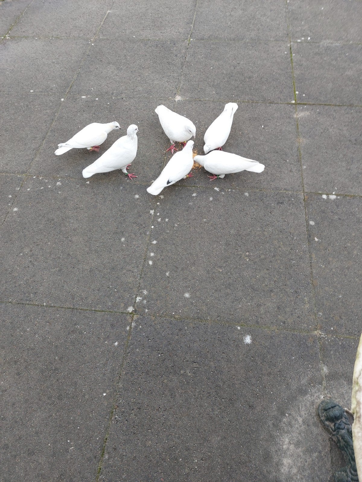 POSTDUIVEN WITTE, Dieren en Toebehoren, Meerdere dieren, Postduif