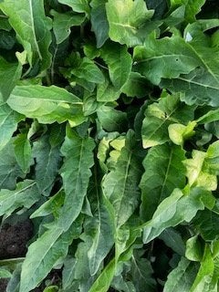 Plant zonnekroon, Tuin en Terras, Volle zon, Vaste plant, Zomer, Ophalen