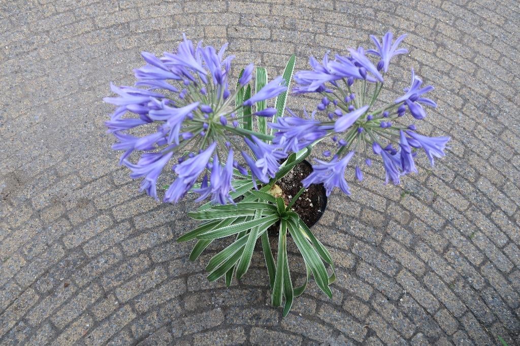 Agapanthus Blue Horizon, Ophalen, Vaste plant, Overige soorten, Volle zon