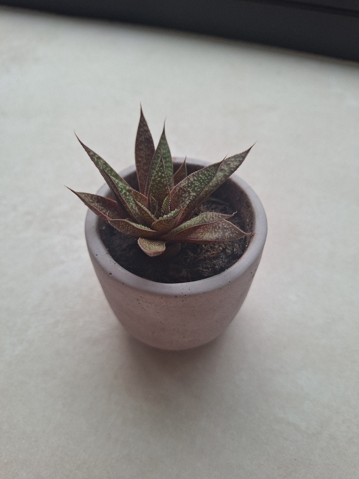 Gasteraloë 'Flow' met pot, Ophalen, Vetplant, Halfschaduw, In pot