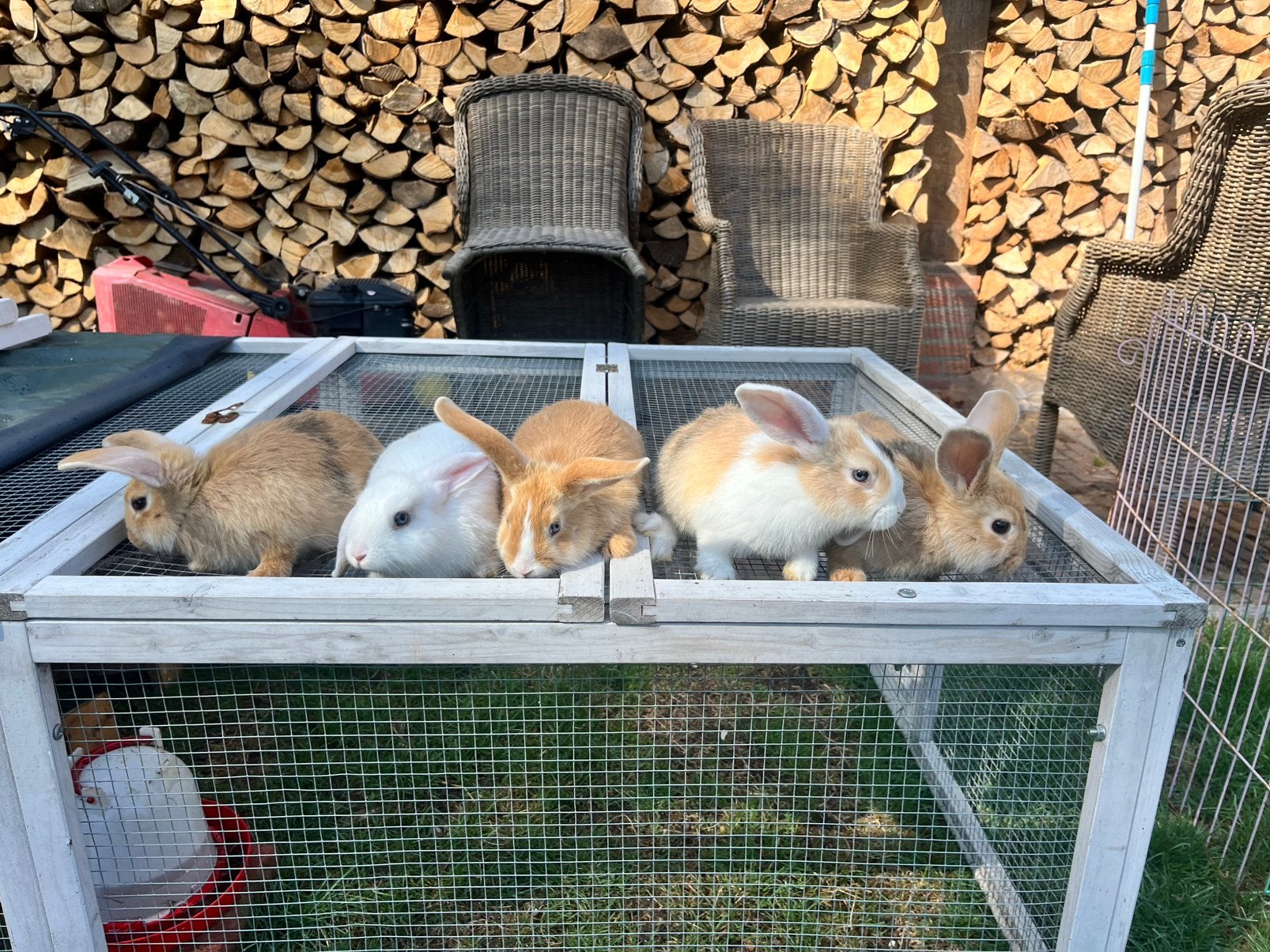 Mooie lotharinger konijnen (ram), Minder dan 60 cm, Kooi, Minder dan 75 cm, Ophalen of Verzenden