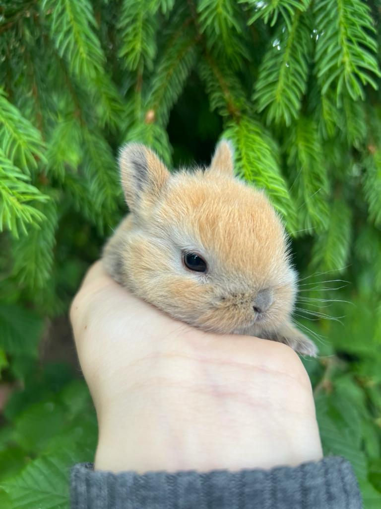 Raszuiver Dwergkonijn met de echte kleine oren, Dieren en Toebehoren, Konijnen, Dwerg, Vrouwelijk, 0 tot 2 jaar