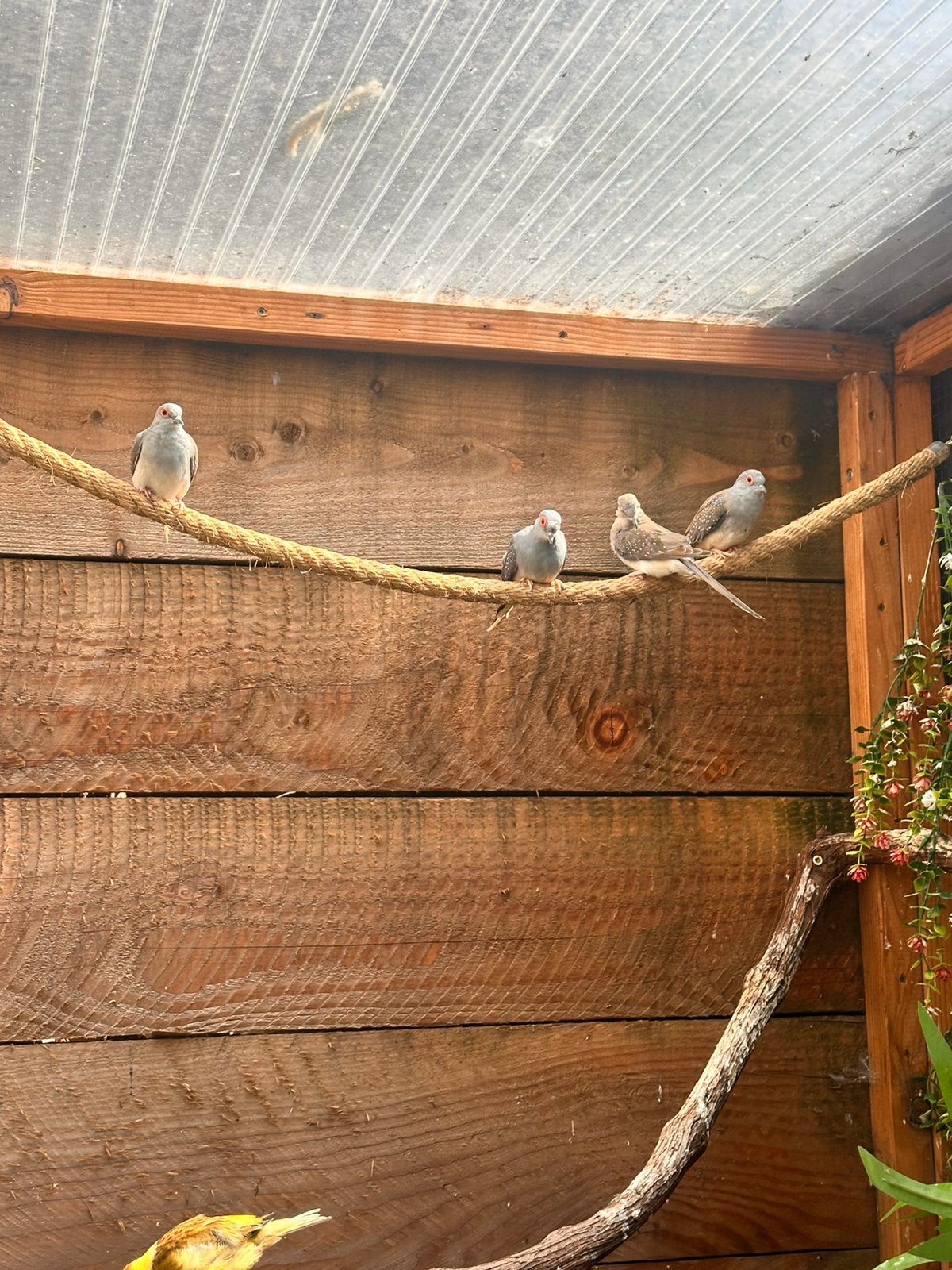 Diamant duiven, Dieren en Toebehoren, Vogels | Overige Vogels, Meerdere dieren
