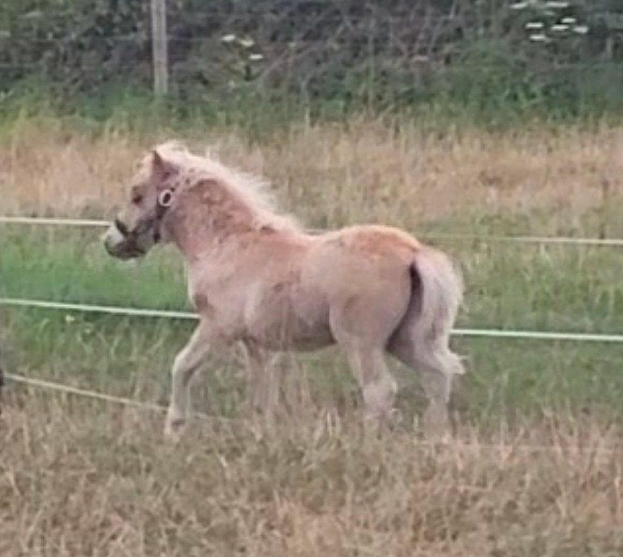 Mini shetlander hengstveulen (NSPS), Dieren en Toebehoren, Met stamboom, Niet van toepassing, 0 tot 2 jaar, Hengst