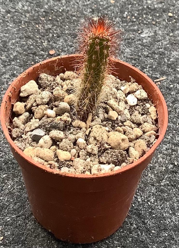 Cactus, Cipocereus, Ophalen of Verzenden, Cactus, Volle zon, Minder dan 100 cm