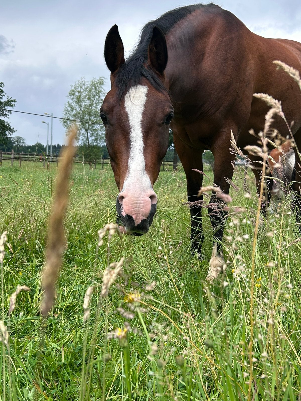 Mooie lieve 8 jarige Poolse arabier, Dieren en Toebehoren, Minder dan 160 cm, Ruin, 7 tot 10 jaar, Recreatiepaard