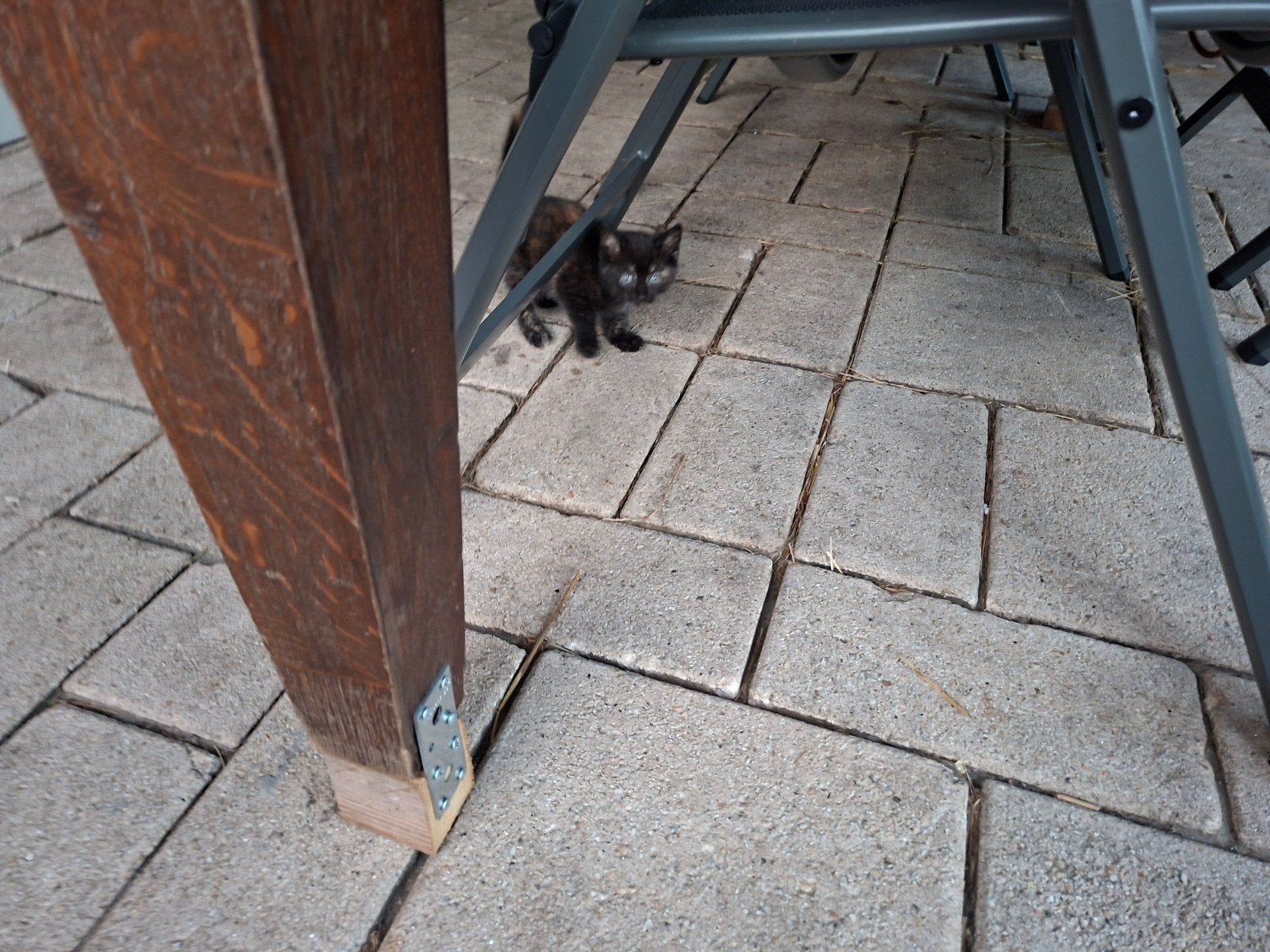2 boederij poesjes te koop, Dieren en Toebehoren, Poes