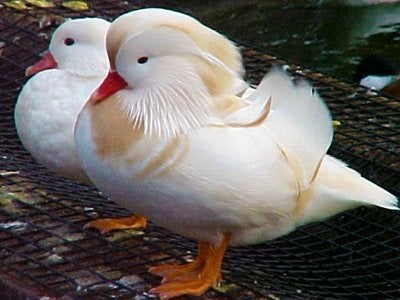 Witte mandarijneenden, Meerdere dieren, Eend