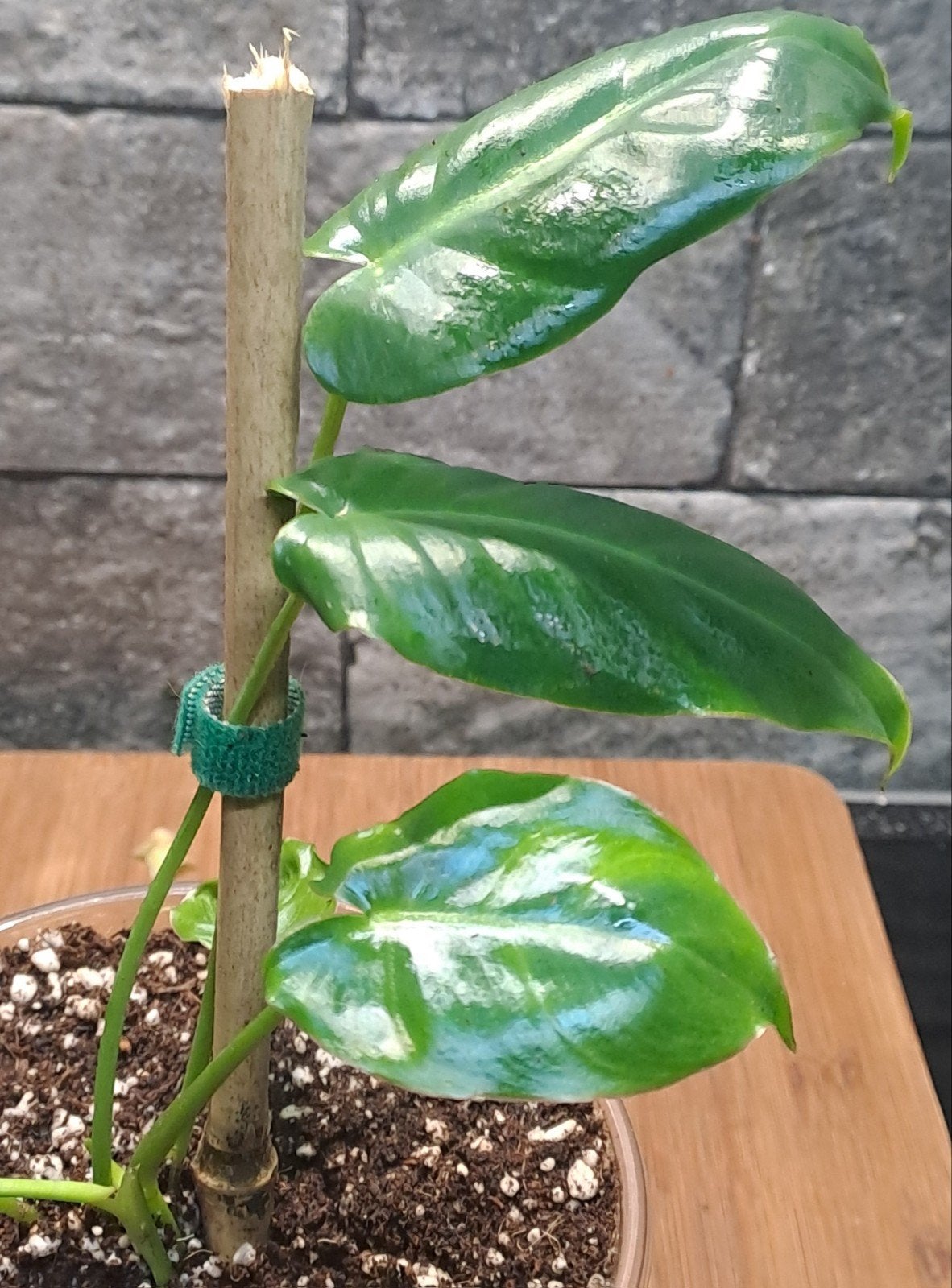 Philodendron Burle Marx, Huis en Inrichting, Kamerplanten, Ophalen of Verzenden, Halfschaduw, Minder dan 100 cm