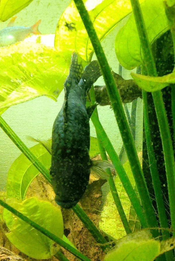aquarium vis, Dieren en Toebehoren, Vissen | Aquariumvissen, Vis