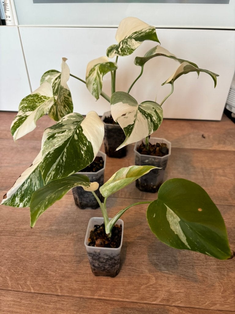 Monstera Albo, Ophalen of Verzenden, Halfschaduw, Minder dan 100 cm