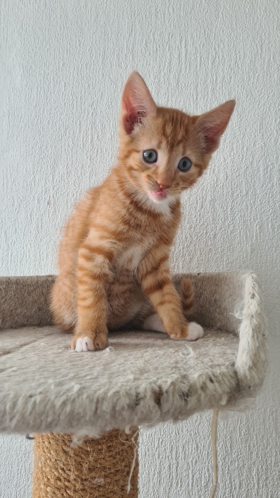 foto  1.2.  jongeren  foto 3 de moder niet koop, Meerdere dieren
