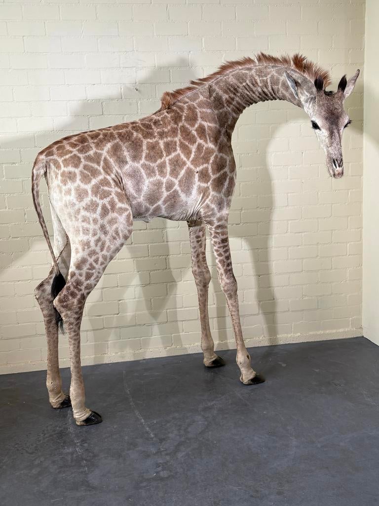 Fullmount opgezette giraffe, Verzamelen, Dierenverzamelingen, Ophalen, Gebruikt, Wild dier, Opgezet dier