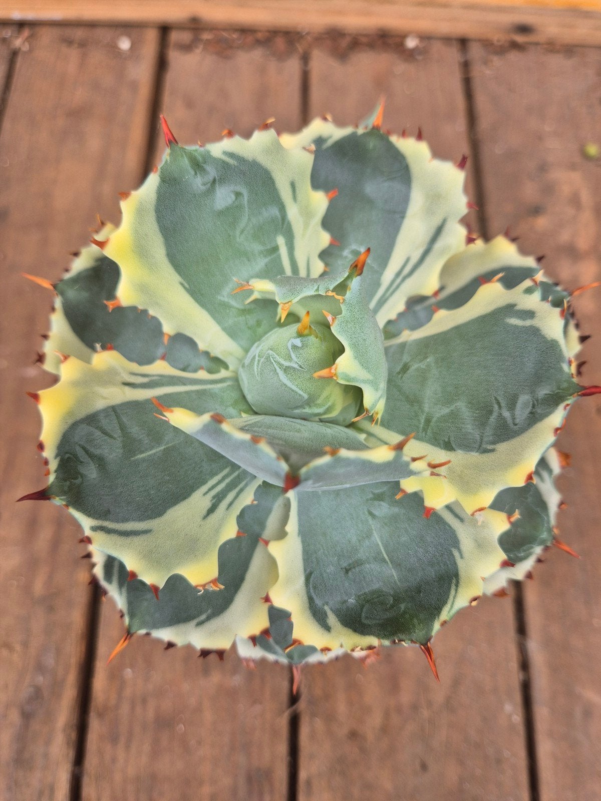 Agave Potatorum Variegata xl p13 (2)