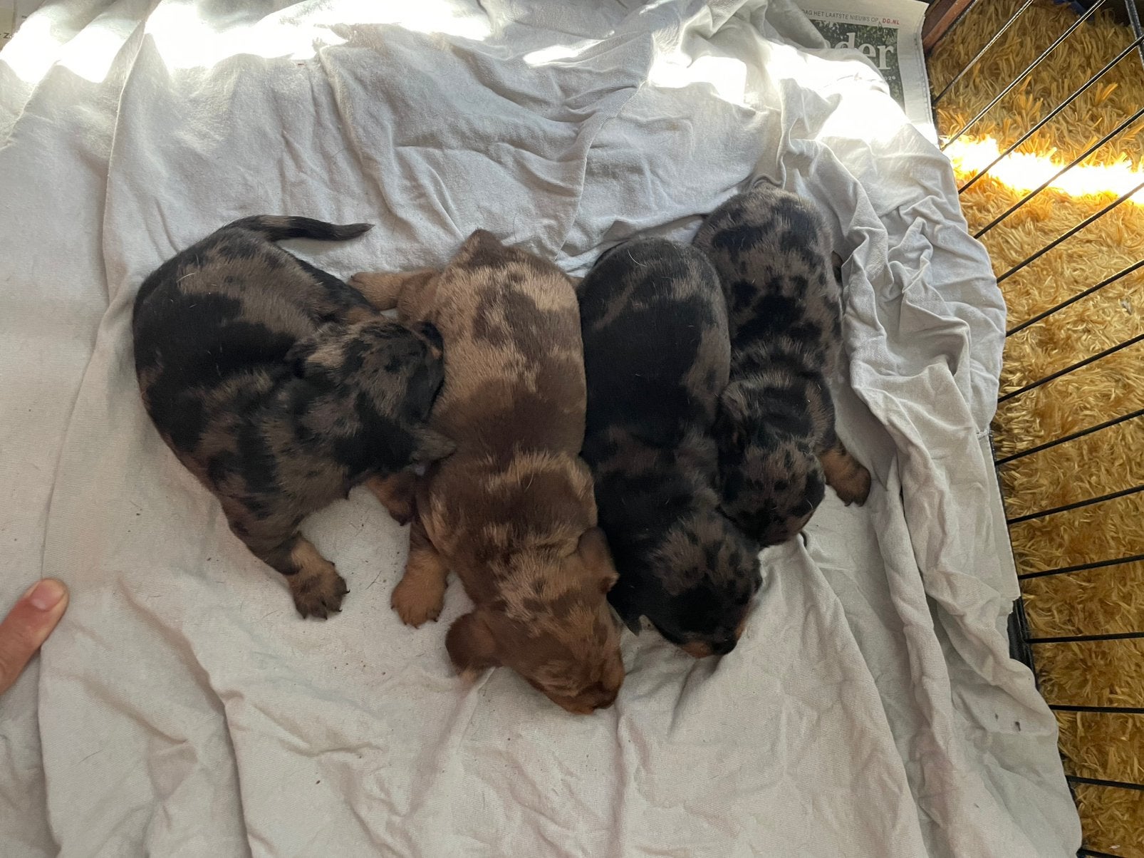 Teckel pups/ruwharige dwerg teckel puppy’s, Parvo, 8 tot 15 weken, Dwerg, Meerdere