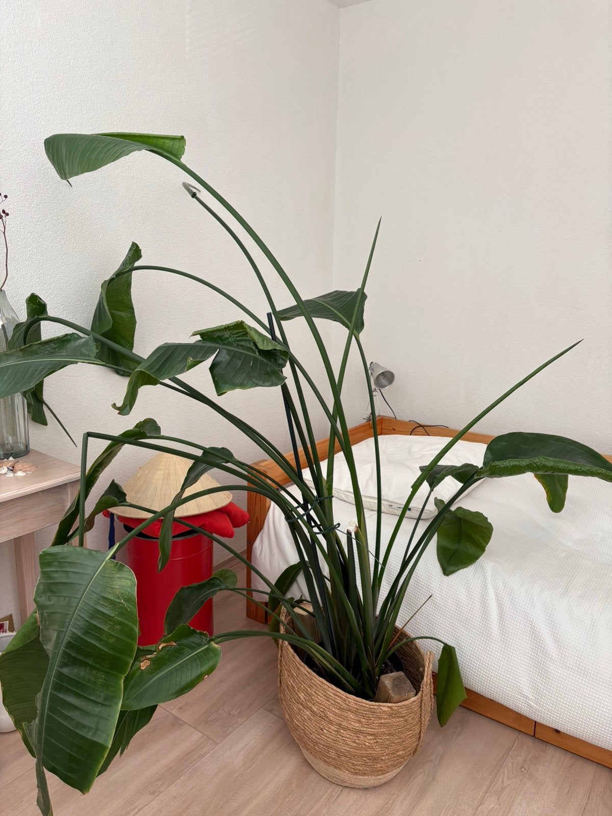Plant, Huis en Inrichting, Kamerplanten, Ophalen, Halfschaduw, 150 tot 200 cm