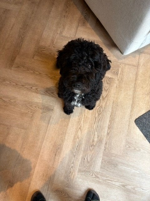 lieve labradoodle pup 24 weken, Parvo, 15 weken tot 1 jaar, Eén hond, Nederland