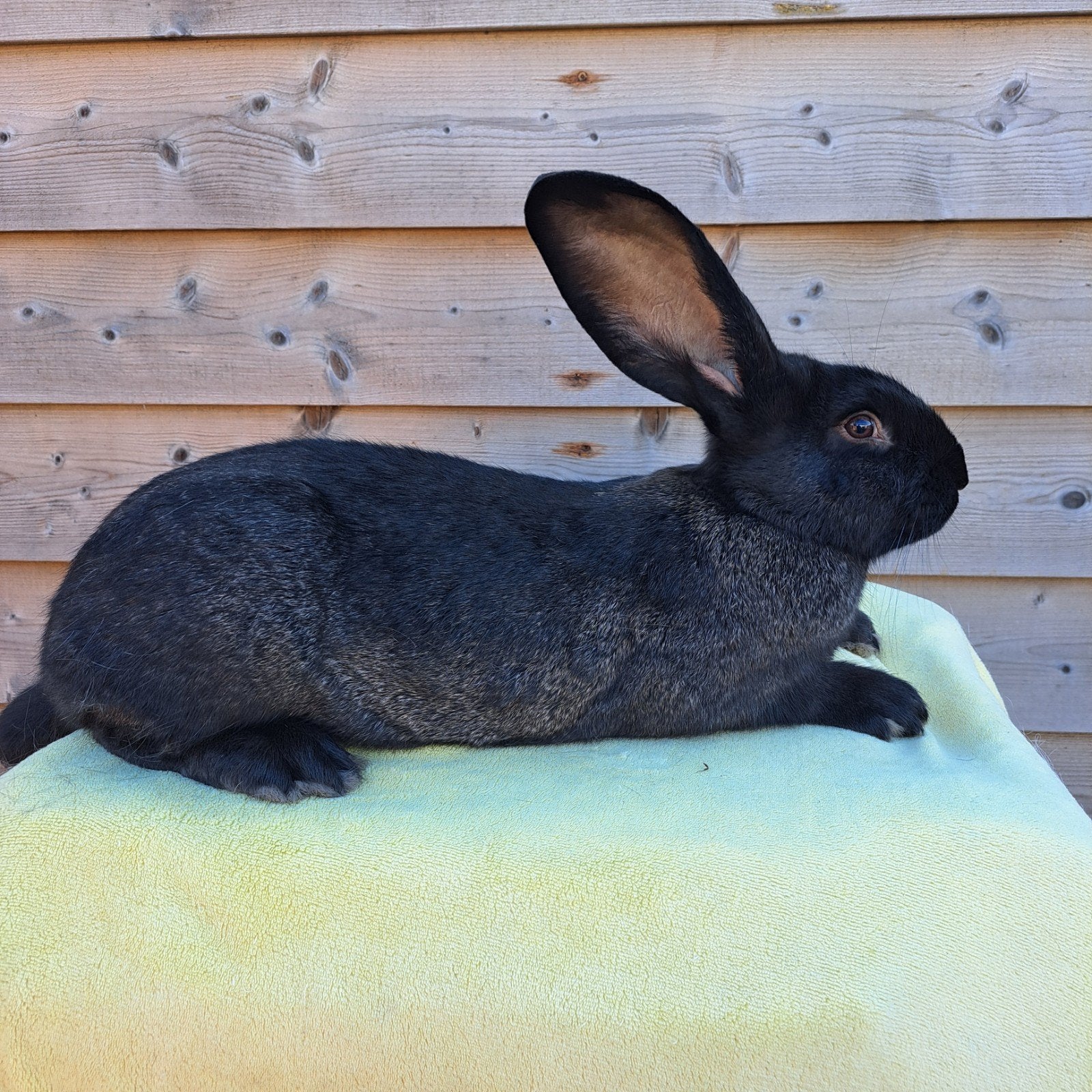 Voedster Vlaamse reus / lotharinger groot, Dieren en Toebehoren, Vrouwelijk, Groot