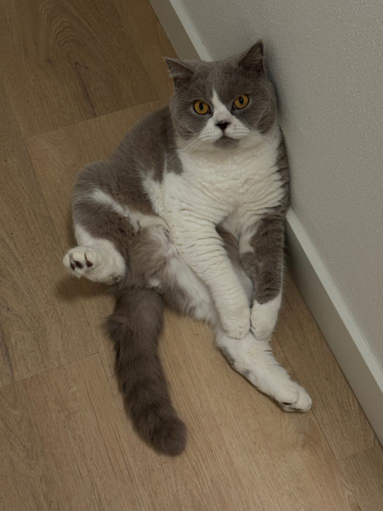 Wij zijn op zoek naar gouden mandje voor onze kat Dobby., Dieren en Toebehoren, Katten en Kittens | Raskatten | Langhaar, Kater