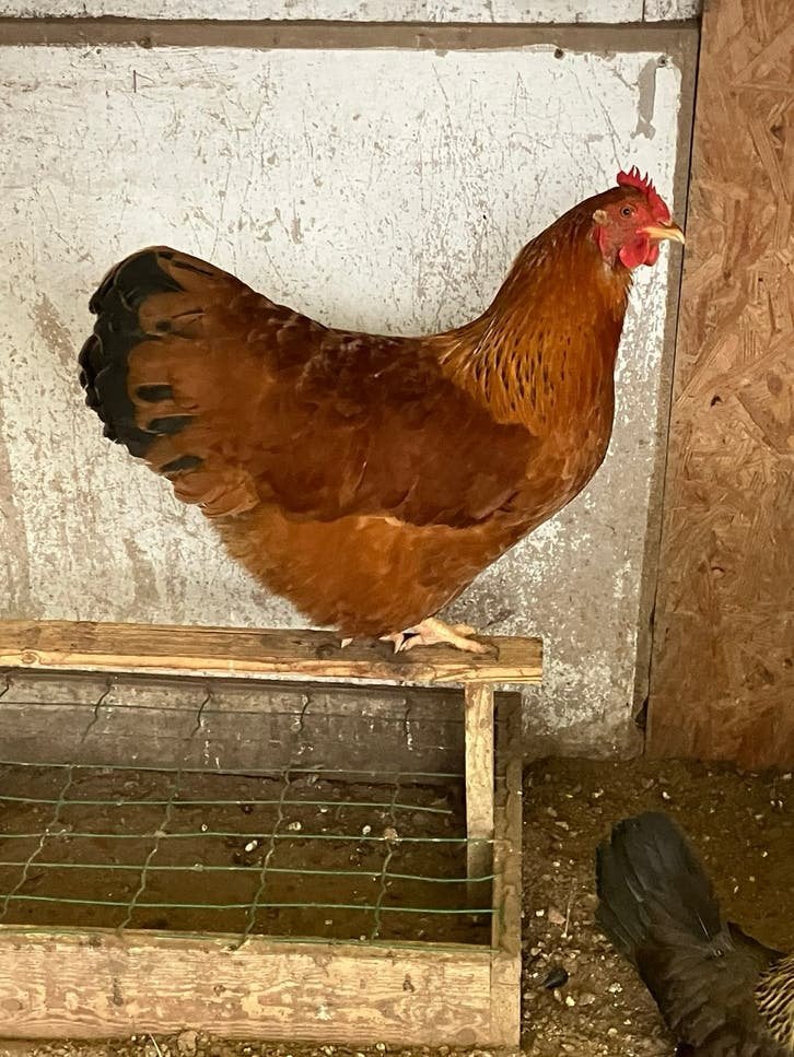 Prachtige New Hampshires ( tt-kwaliteit), Meerdere dieren, Kip
