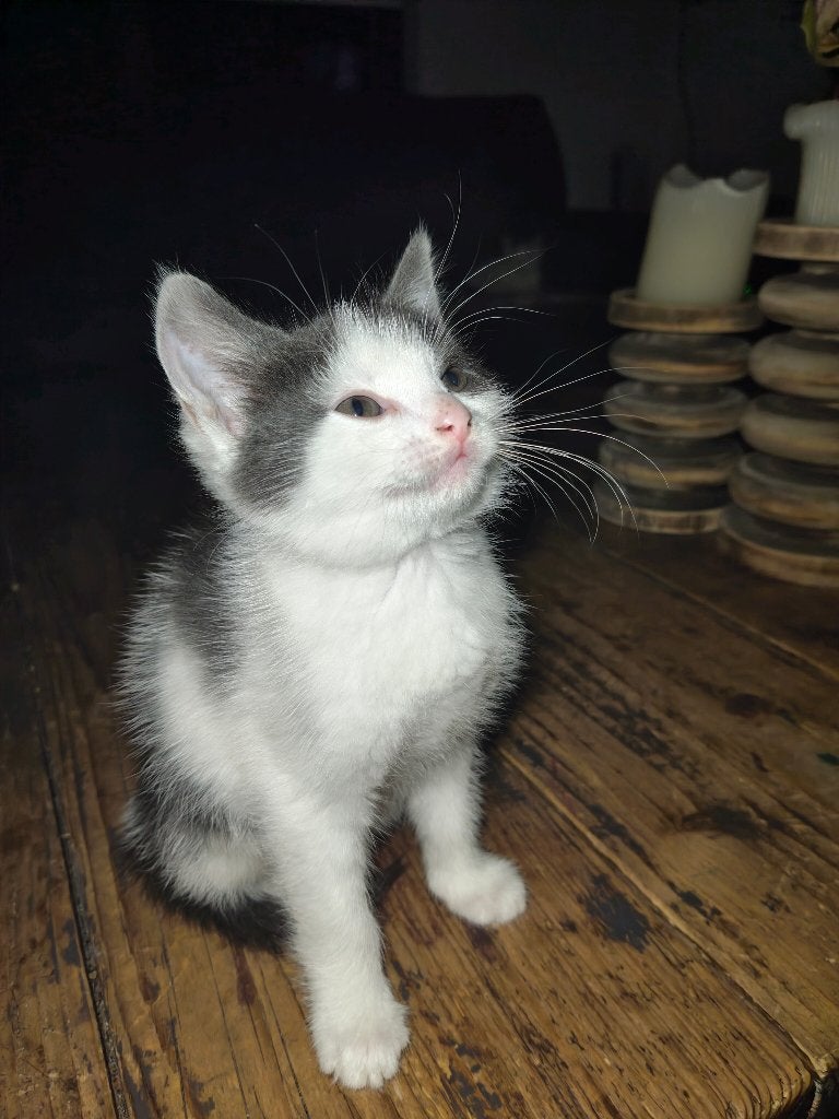 Kittens, Meerdere dieren, 0 tot 2 jaar
