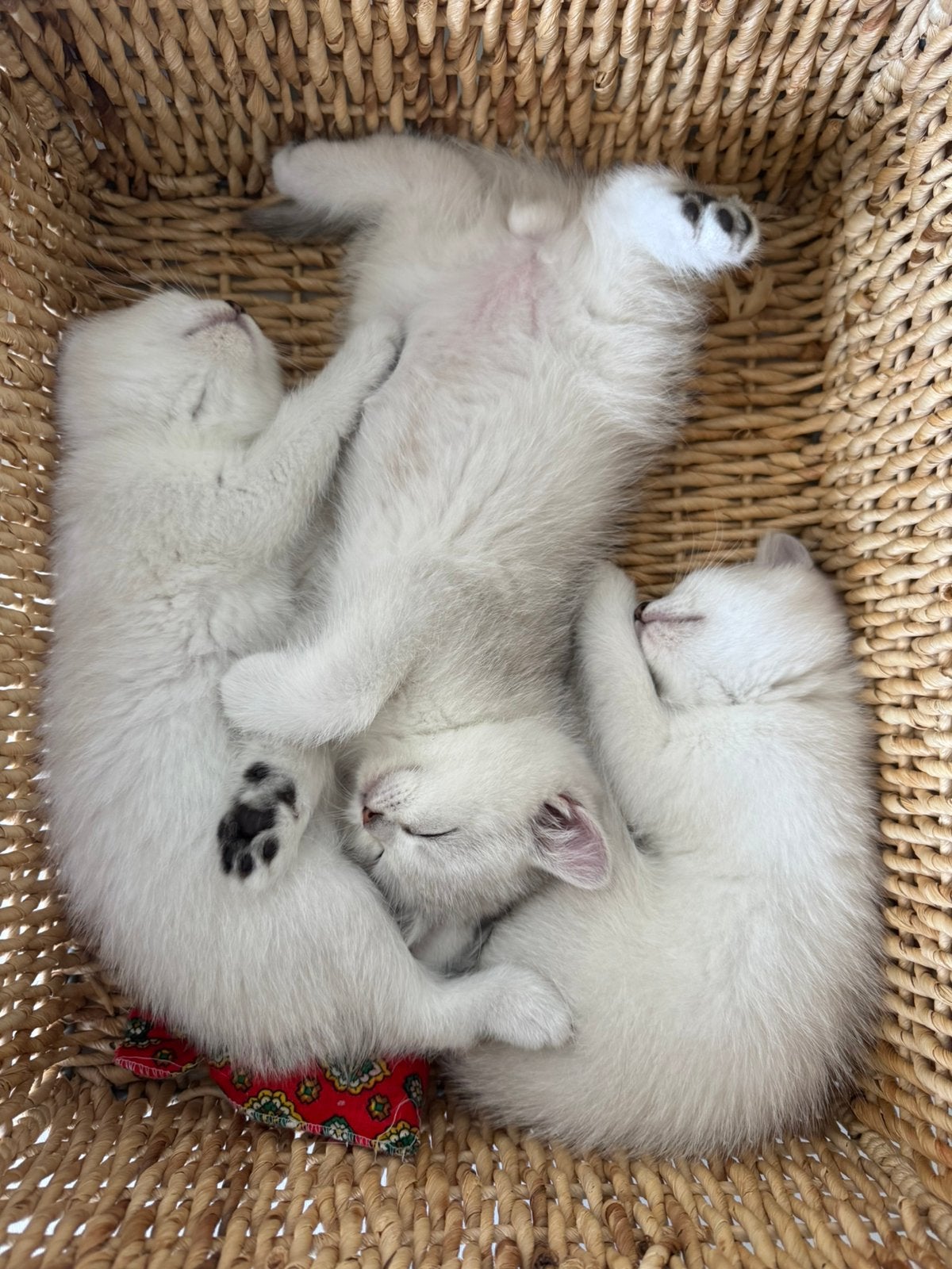 Britse Korthaar kittens, Dieren en Toebehoren, Meerdere dieren, Ontwormd, 0 tot 2 jaar