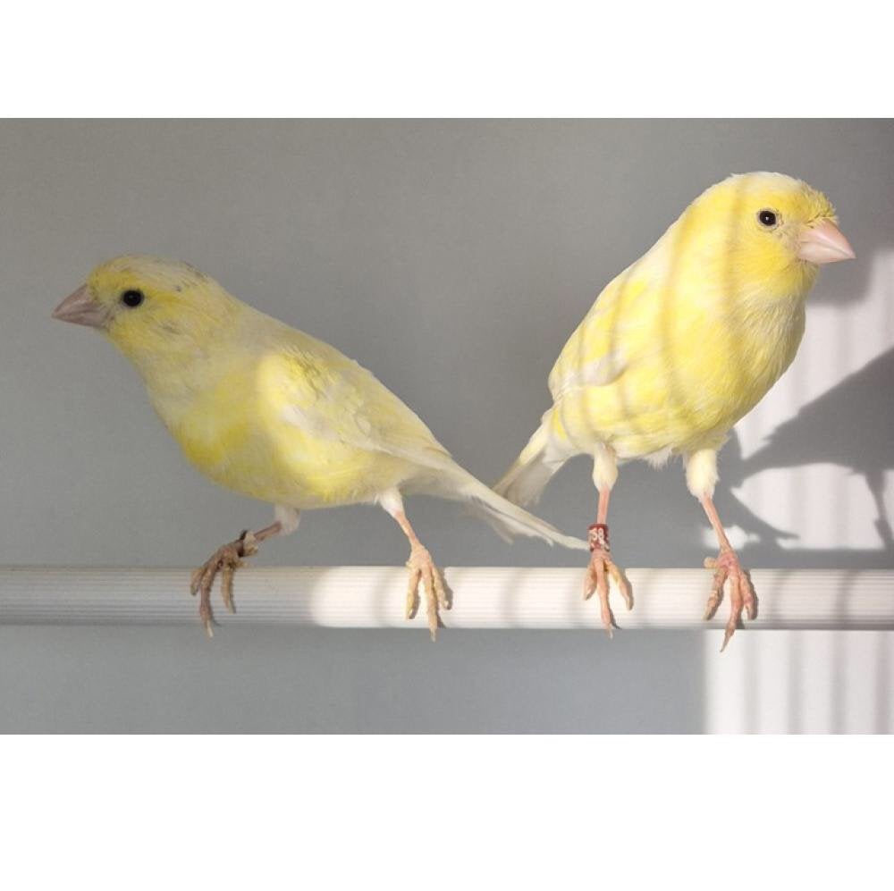 Te Koop ; Koppel Gele Waterslagers Geringd., Meerdere dieren