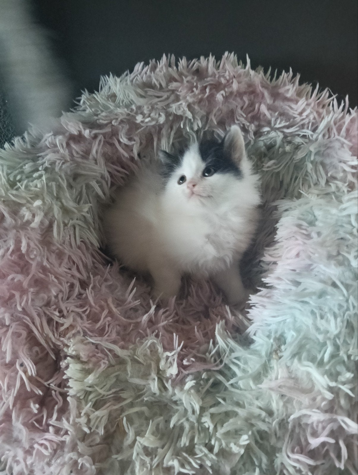 LAATSTE POESJE 100% SIBERISCHE, Poes, Ontwormd, 0 tot 2 jaar