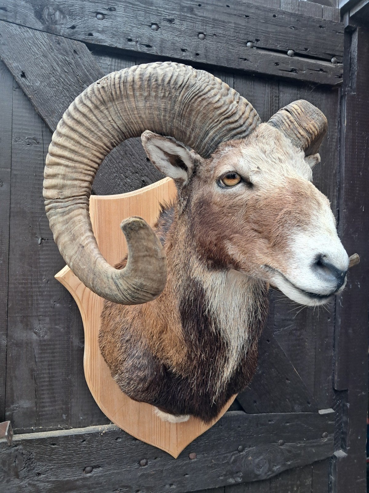 Kapitale Moeflon. Opgezette dieren. Taxidermie, Verzamelen, Ophalen of Verzenden, Zo goed als nieuw, Wild dier, Opgezet dier