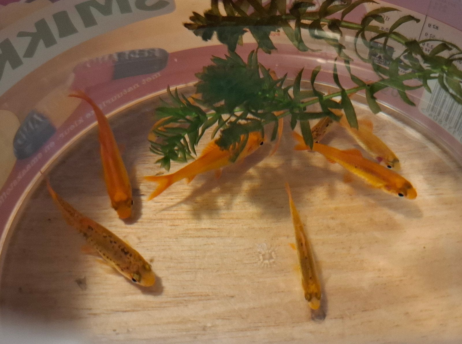 brokaat barbeeltjes, Dieren en Toebehoren, Vis