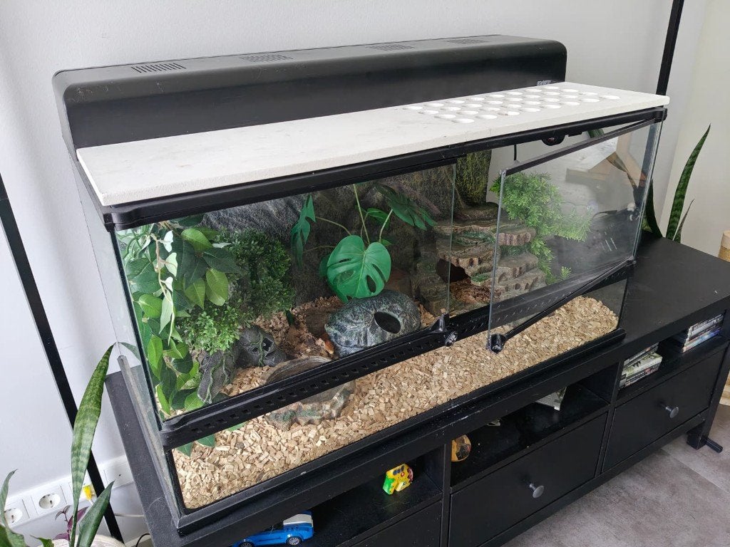 Complete Exo Terra terrariumset + Tessera rode rattenslang, Dieren en Toebehoren, Reptielen en Amfibieën, Slang, Met terrarium