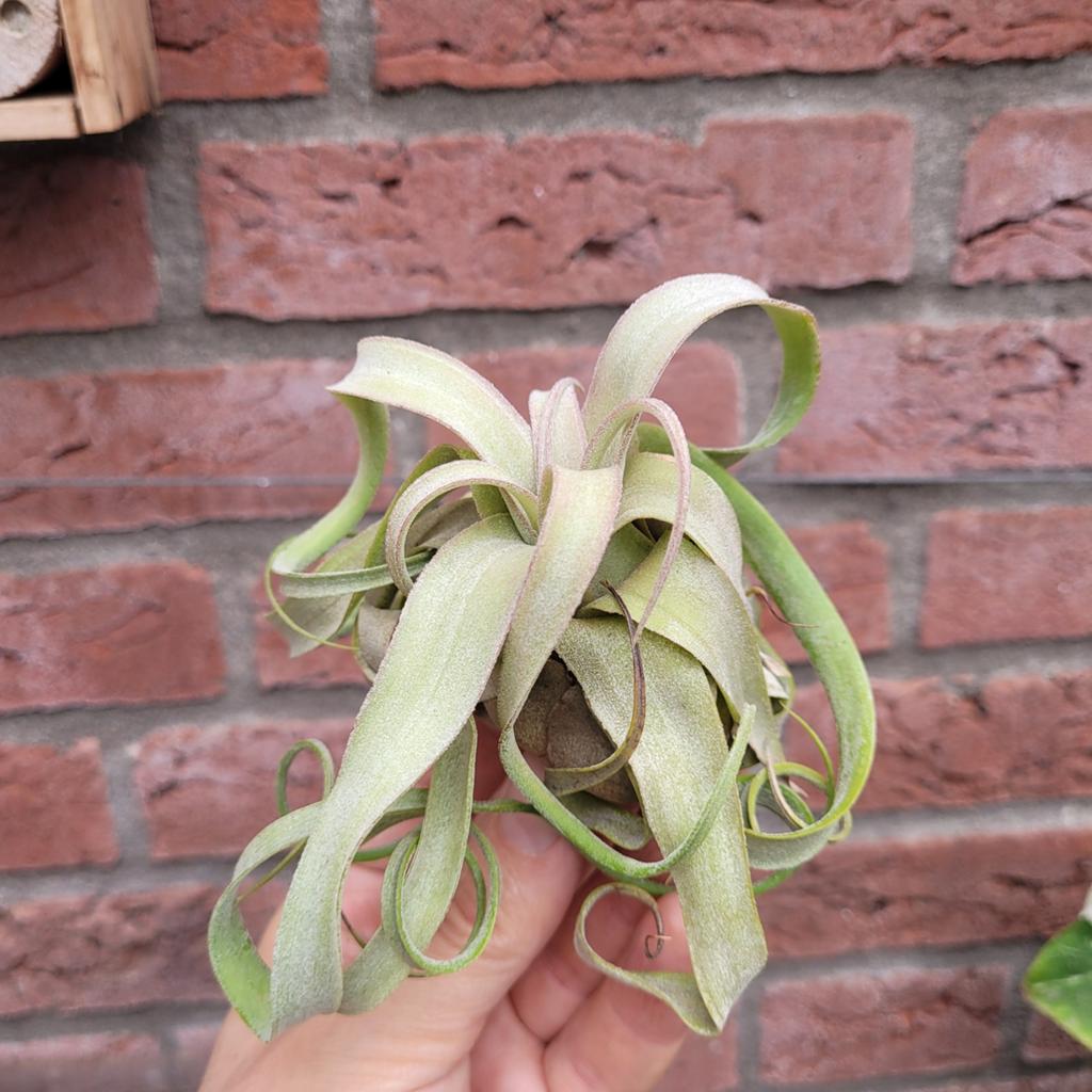 Tillandsia streptophylla, Huis en Inrichting, Kamerplanten, Ophalen of Verzenden, Halfschaduw, Minder dan 100 cm