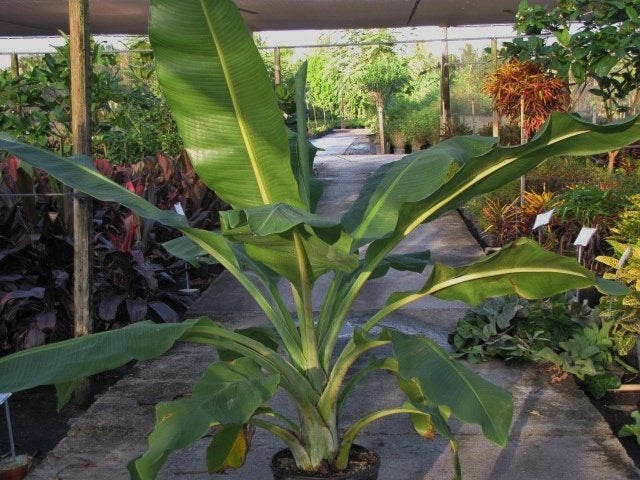 5 x Ensete superbum banaan zaden. (verzenden kan ook), Ophalen, Gehele jaar, Volle zon, Zaad