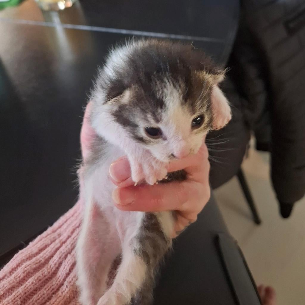 2 kittens te koop, Dieren en Toebehoren, Katten en Kittens | Overige Katten, Meerdere dieren, Kortharig, 0 tot 2 jaar