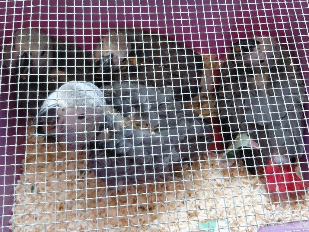 Jonge tamme Grijze roodstaart-papegaaien...., Dieren en Toebehoren, Vogels | Parkieten en Papegaaien, Mannelijk, Papegaai, Pratend