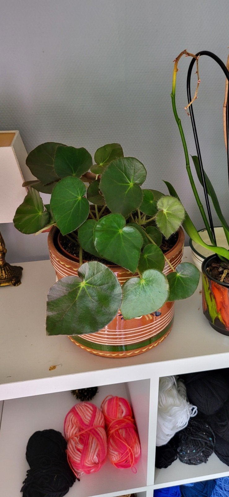 mooie Biefstukbegonia, Huis en Inrichting, Kamerplanten, Ophalen of Verzenden, Halfschaduw, Minder dan 100 cm