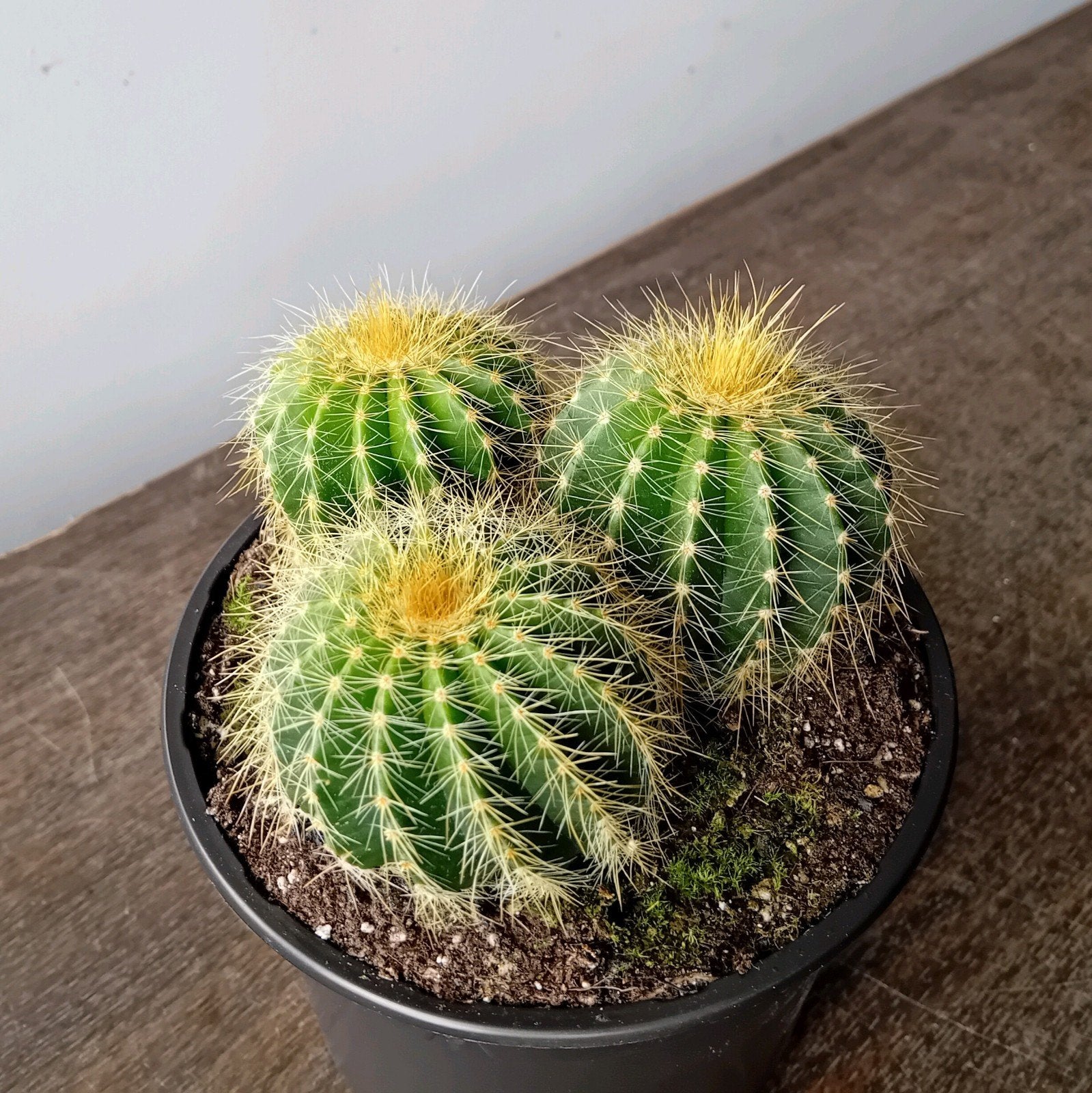 Cactus 20cm, Ophalen, Minder dan 100 cm, In pot, Cactus
