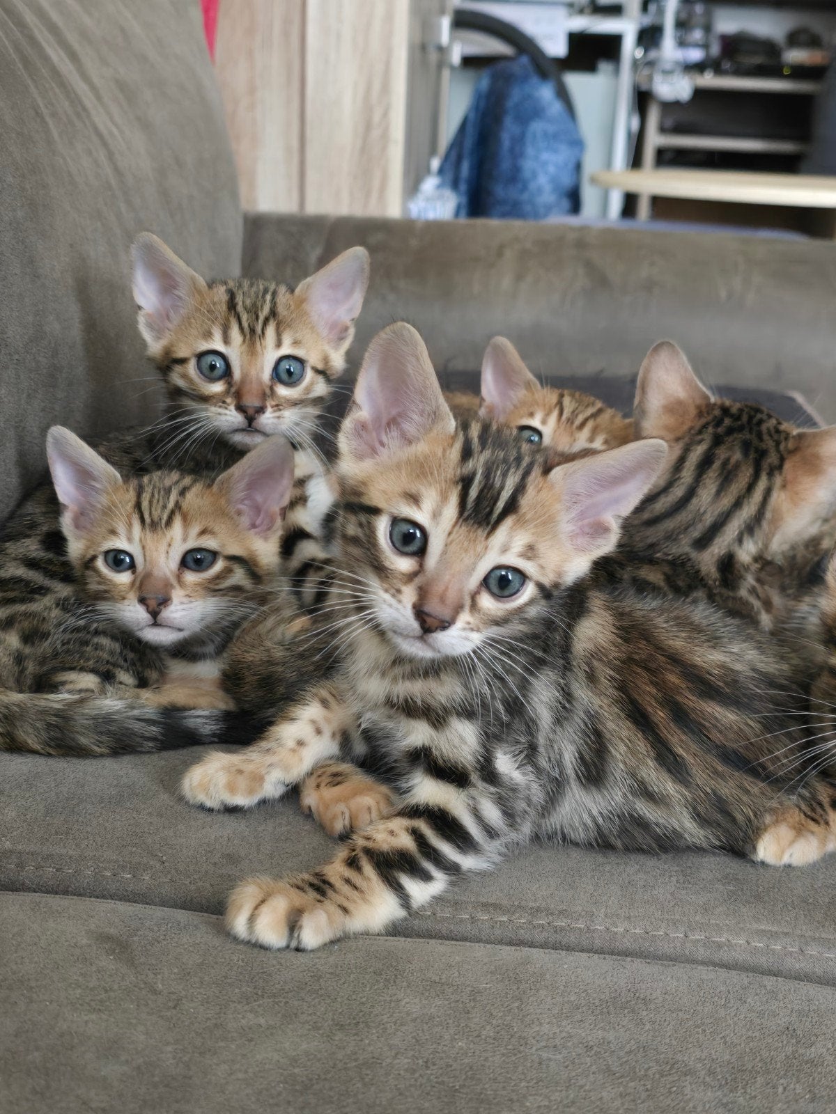bengaal kittens, Meerdere dieren