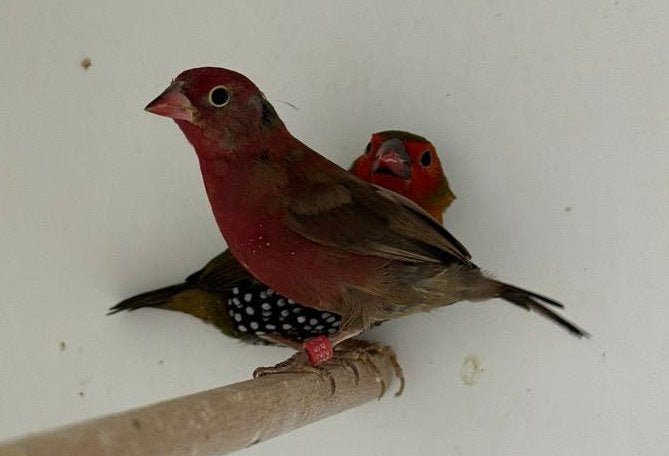 Vuurvink - Lagonosticta senegala, Dieren en Toebehoren, Meerdere dieren, Tropenvogel, Geringd